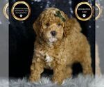 Puppy Dorito F1BB Goldendoodle (Miniature)