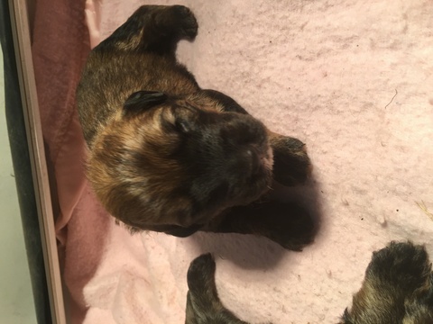 Medium Photo #1 Bouvier Des Flandres Puppy For Sale in CHILCOOT, CA, USA