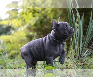French Bulldog Puppy for sale in BROOKLYN, NY, USA