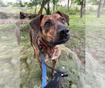 Small #5 Mountain Cur Mix
