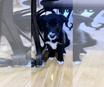 Small Photo #2 Shollie Puppy For Sale in MANTECA, CA, USA