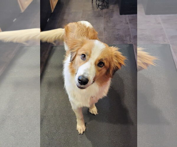 Medium Photo #3 Collie-Unknown Mix Puppy For Sale in Wakefield, RI, USA