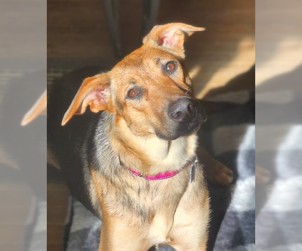 Medium Photo #1 Mutt Puppy For Sale in Mundelein, IL, USA