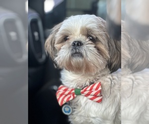Father of the Shih Tzu puppies born on 06/21/2025