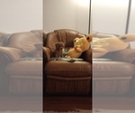 Small #1 Poodle (Miniature)