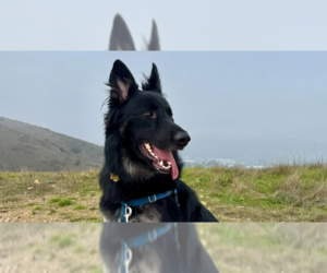German Shepherd Dog Dogs for adoption in Cupertino, CA, USA