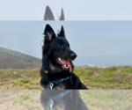 Scar OS - Male German Shepherd Dog Dog for Adoption - Small photo