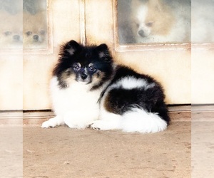 Pomeranian Puppy for sale in DAWSONVILLE, GA, USA