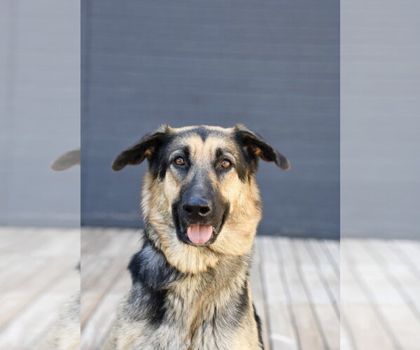 Medium Photo #21 German Shepherd Dog Puppy For Sale in Sandy, UT, USA