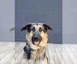 Small #20 German Shepherd Dog