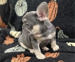 Small #2 French Bulldog