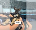 Small Australian Kelpie Mix