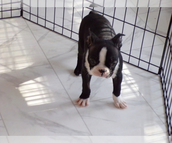 Medium Photo #6 Boston Terrier Puppy For Sale in MONROE, NH, USA