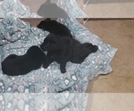 Small Photo #30 Labrador Retriever Puppy For Sale in WOODLAND, WA, USA