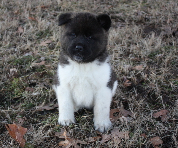 Medium Photo #19 Akita Puppy For Sale in STRAFFORD, MO, USA