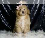 Small #2 Poodle (Toy)