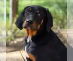 Small Coonhound Mix