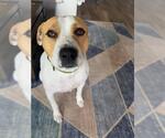 Small #2 American Bulldog