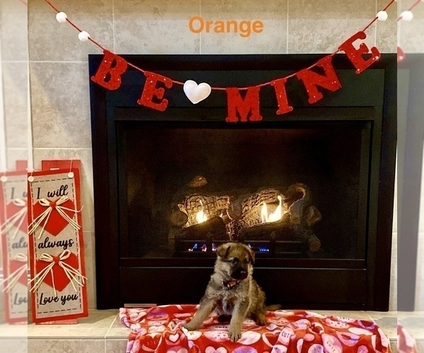 Medium Photo #4 German Shepherd Dog Puppy For Sale in GALLIPOLIS, OH, USA