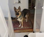 Small #10 German Shepherd Dog