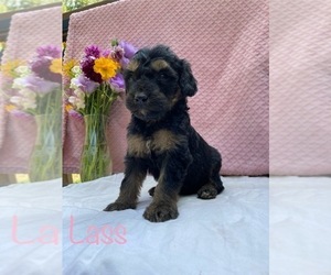 Goldendoodle Puppy for Sale in CAPON BRIDGE, West Virginia USA