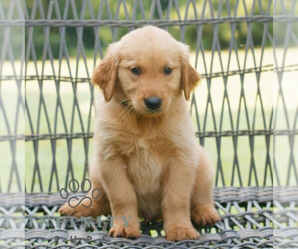 Medium Photo #1 Golden Retriever Puppy For Sale in GAP, PA, USA