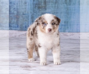 Australian Shepherd Puppy for sale in ROBERTS, IL, USA