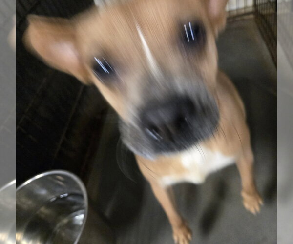 Medium Photo #2 Rat-Cha Puppy For Sale in Jackson, MS, USA