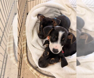 Tac - Female Labrador Retriever-Unknown Mix Dog for Adoption - Photo #2