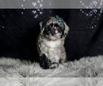 Small Photo #45 Maltipoo Puppy For Sale in WARSAW, IN, USA