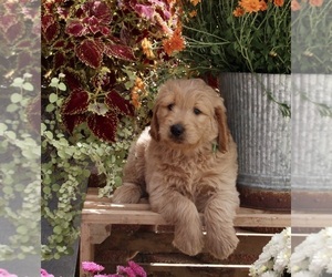 Goldendoodle Puppy for sale in FREDERICKSBURG, OH, USA