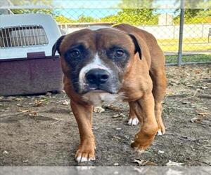 JIMOTHY - Male Mutt Dog for Adoption - Photo #2