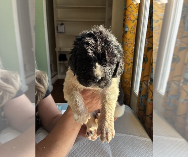 Medium Photo #4 Newfoundland Puppy For Sale in SAXTONS RIVER, VT, USA