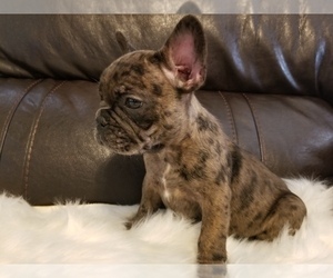 French Bulldog Puppy for sale in BALDWIN PARK, CA, USA