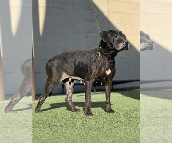 Medium Photo #12 Mutt Puppy For Sale in Rockwall, TX, USA