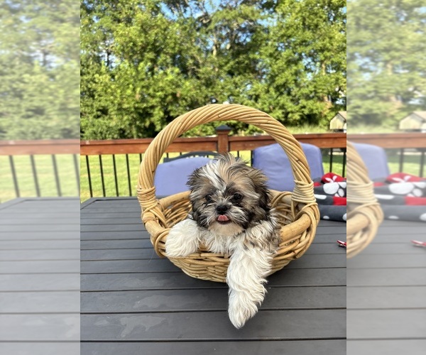 Medium Photo #1 Shih Tzu Puppy For Sale in GREENFIELD, IN, USA