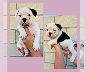 Olde English Bulldogge Puppy for sale in BAKERSFIELD, CA, USA