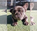 Small French Bulldog