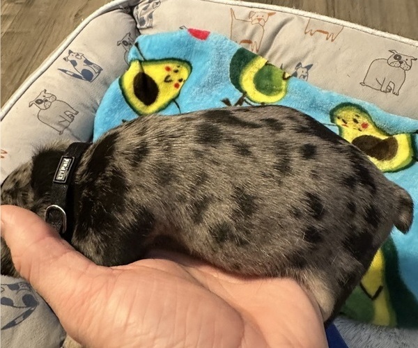 Medium Photo #5 French Bulldog Puppy For Sale in OSWEGO, IL, USA