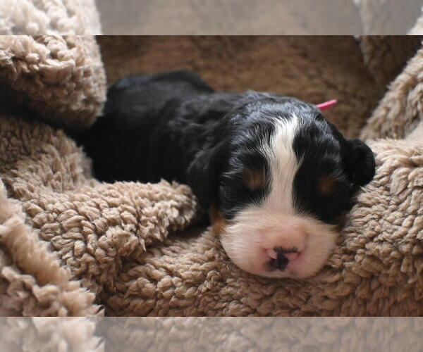 Medium Photo #38 Bernedoodle Puppy For Sale in ELMWOOD, IL, USA