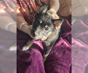Medium Shiba Inu