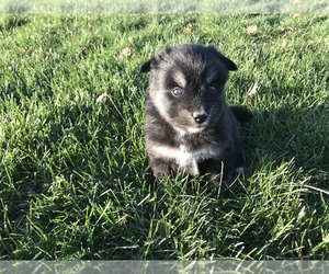 Pomsky Puppy for sale in SULLIVAN, IL, USA