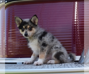 Pomsky Puppy for sale in BARNESVILLE, KS, USA