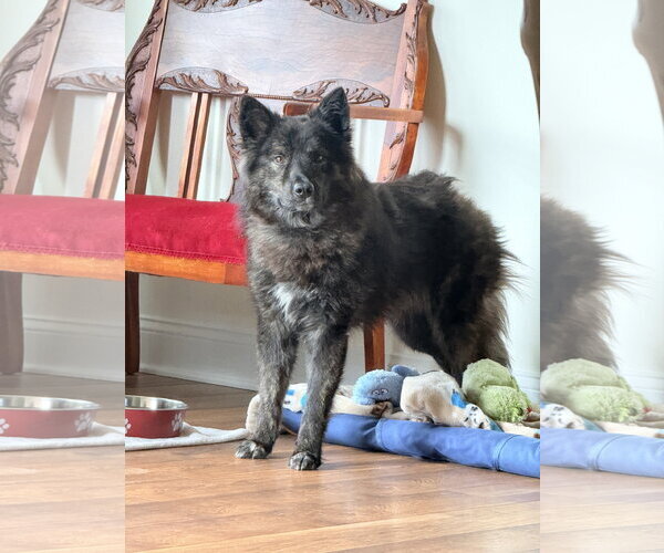 Medium Photo #4 Kai Dog-Unknown Mix Puppy For Sale in Millsboro, DE, USA