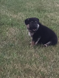 German Shepherd Dog Puppy for sale in VERNDALE, MN, USA