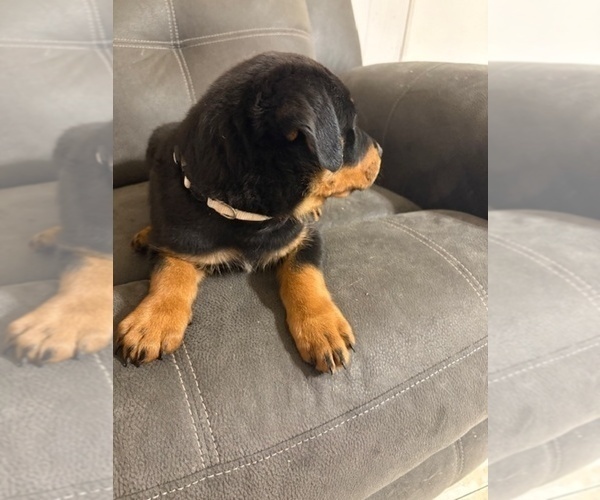 Medium Photo #7 Rottweiler Puppy For Sale in BEAUMONT, TX, USA