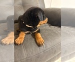Small #6 Rottweiler