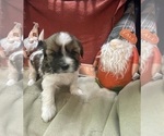 Puppy Charro Shorkie Tzu