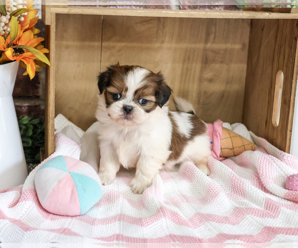 Medium Photo #3 Shih Tzu Puppy For Sale in SYRACUSE, IN, USA