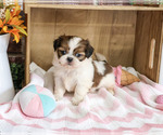 Jazzy - Female Shih Tzu Puppy for Sale - Photo #3